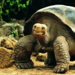 Adaptaciones de reptiles de alta montaña a la baja presión de oxígeno