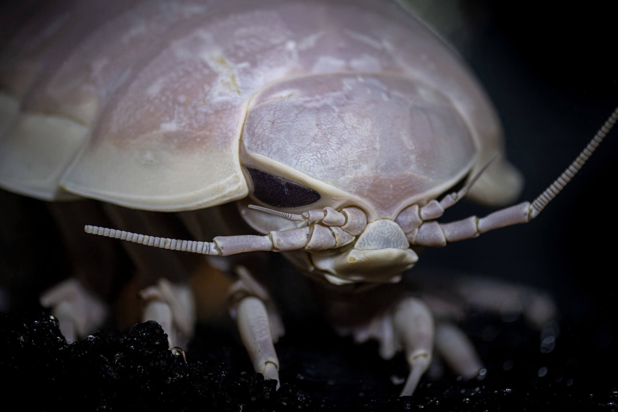 Características De Los Isópodos: Todo Sobre Estos Crustáceos