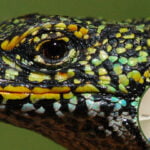 Conservación de reptiles en riesgo: una colaboración internacional