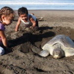 Conservación de tortugas marinas: protegiendo sus áreas de anidación