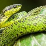 Constricción en serpientes: efectividad en la caza de presas