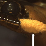 Estudio de la evolución de las glándulas de veneno en reptiles