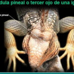 Funcionamiento del sistema nervioso y sentidos en reptiles