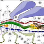 Las pinzas en los artrópodos: un elemento esencial en su ciclo de vida