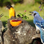 Los mejores comederos y bebederos para aves - Cuida a tus mascotas